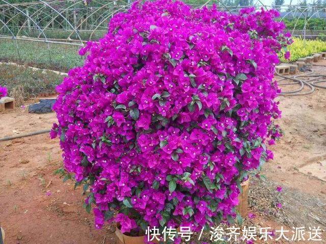 浇水|三角梅盆景开花落败，抓紧时间修剪一番，再次开花很简单