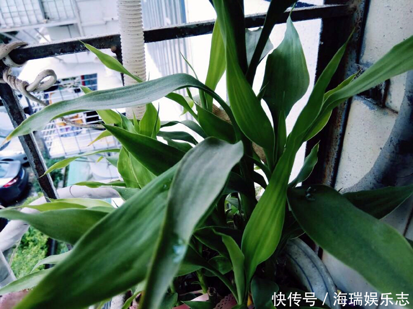 这5种年宵花,寓意佳颜值高,等你搬回家