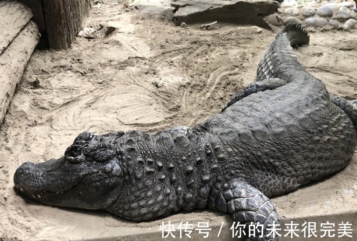 鱷魚|神奇動物在中國第二季·第5講｜神奇“土龍”：我很丑但很溫柔