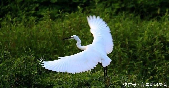 黄莺&九首田园诗词槿花篱落竹丝长,垂垂山果挂青黄!