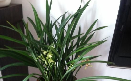 疯长|文竹1勺“汤”,兰花2颗“药”,30天后枝叶疯长,大白根长满盆