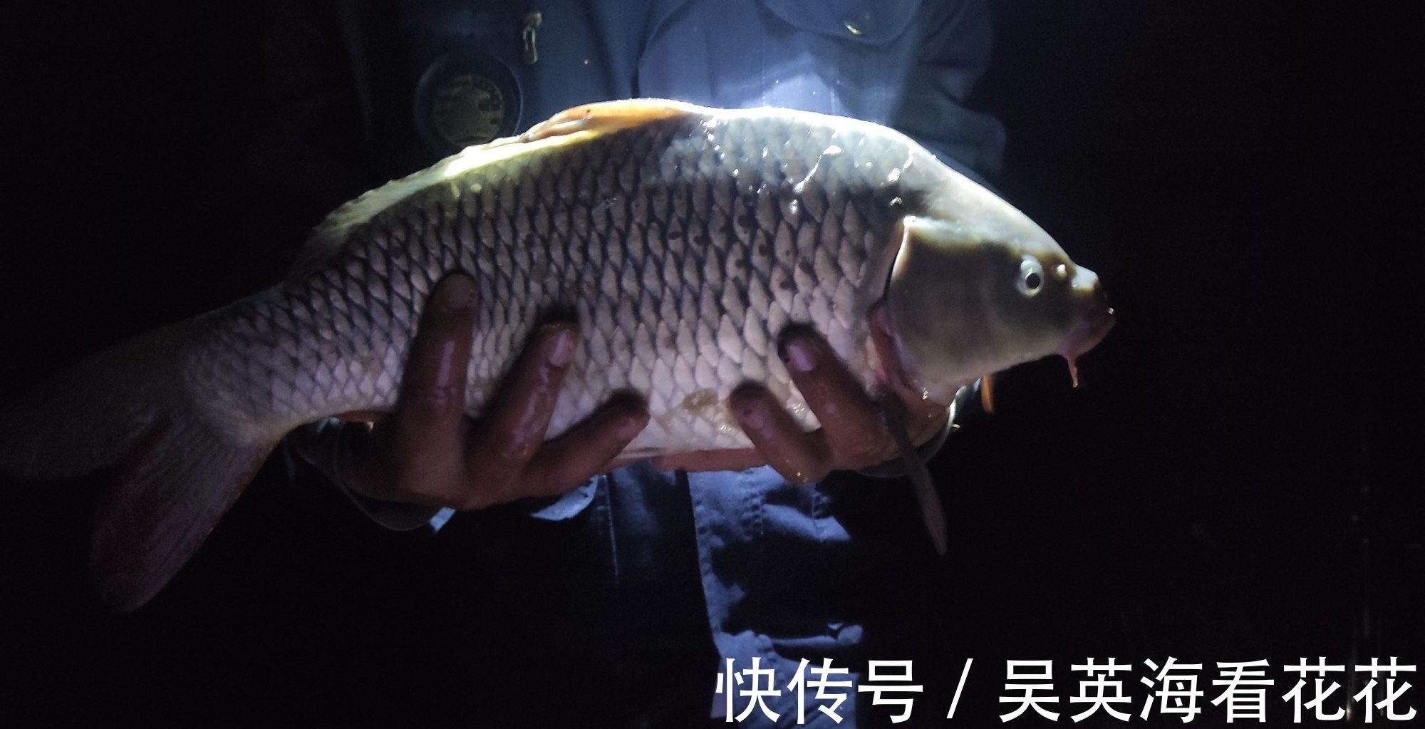 老弟|秋季野钓鲤鱼的秘密，用得好大鲤鱼排队咬钩，用不好只能钓鲫鱼