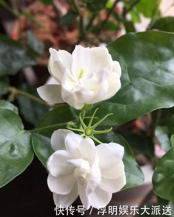 花友|淘米水啤酒水,真不如这种水,养花一绝,浇一盆旺一盆