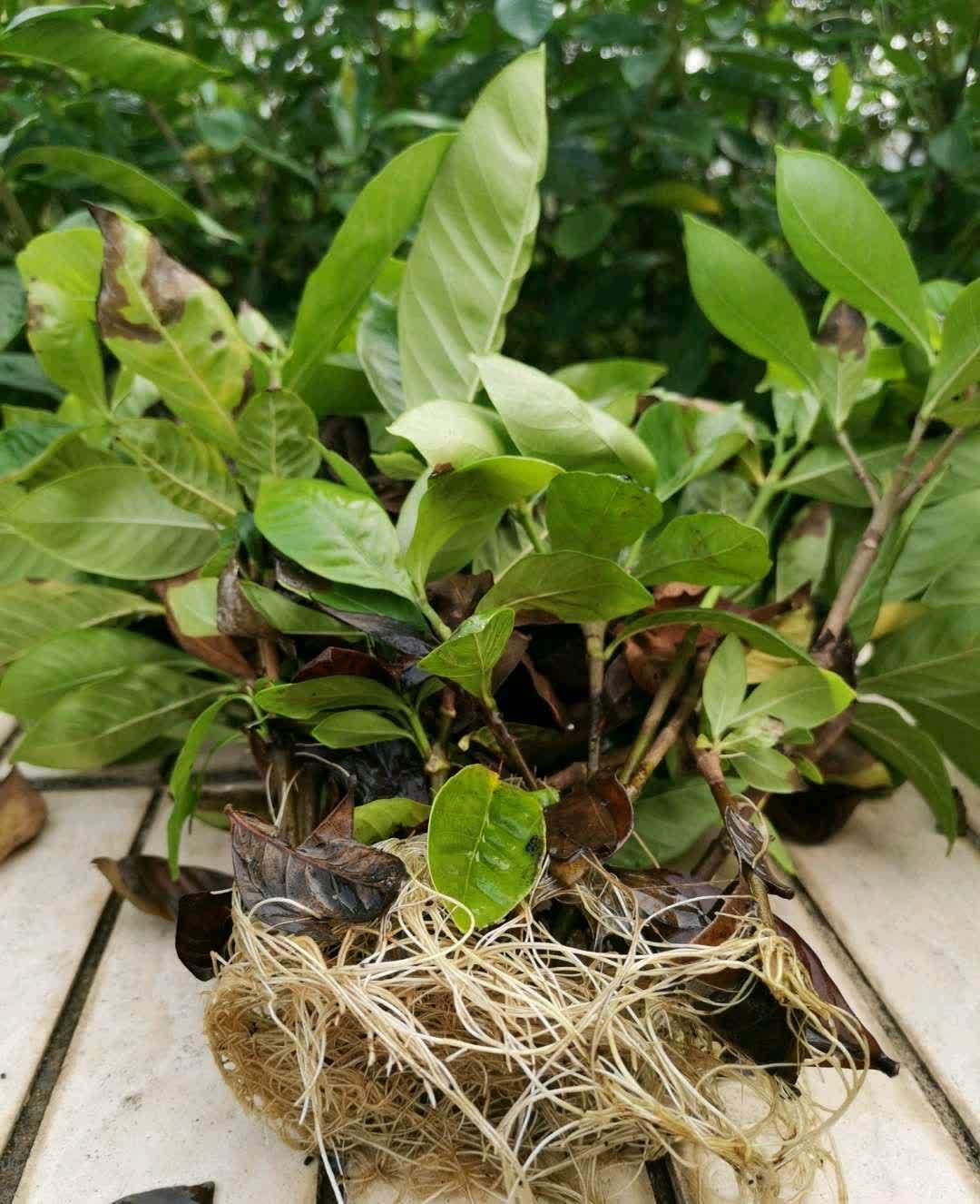 春天,这八种花剪个枝插土里就活,养养就开花,错过就要等明年了