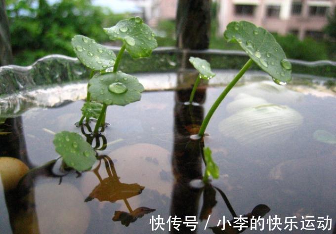 水培铜钱草及简介,一个微盆景容纳一个世界