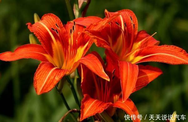 新手养护花卉,就养沾土活,见光旺的花卉,好养易活!