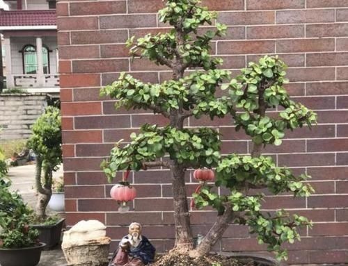 “金枝玉叶”当盆景,家里阳台放2盆,养护5年变“值钱”,寓意好