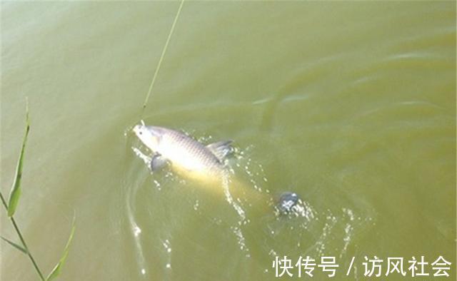饵料|钓大鱼，铅坠下移钓跑铅，拉小鱼，铅坠上移钓飞铅，动铅坠好处多