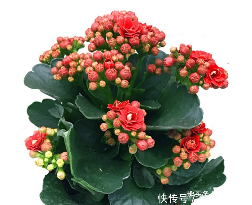 瓜子|到处都有的两种东西堪称养花神器，用后多年不烂根、不黄叶