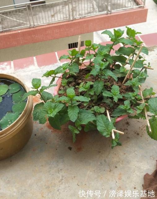 3种丑陋的花，很多人不愿养，可懂花的人都会养，难怪家庭更好了