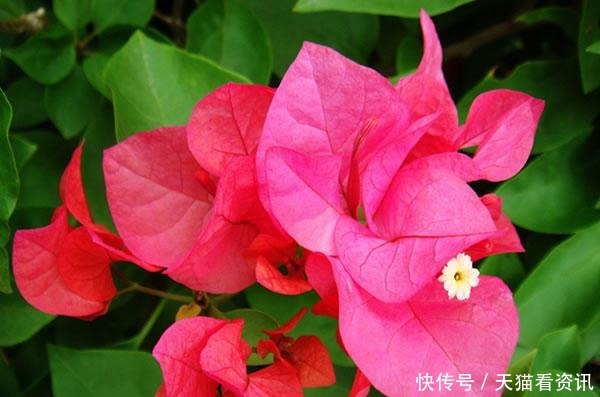 此花在开花的时候就好像全是叶子一样,不过却十分的鲜艳