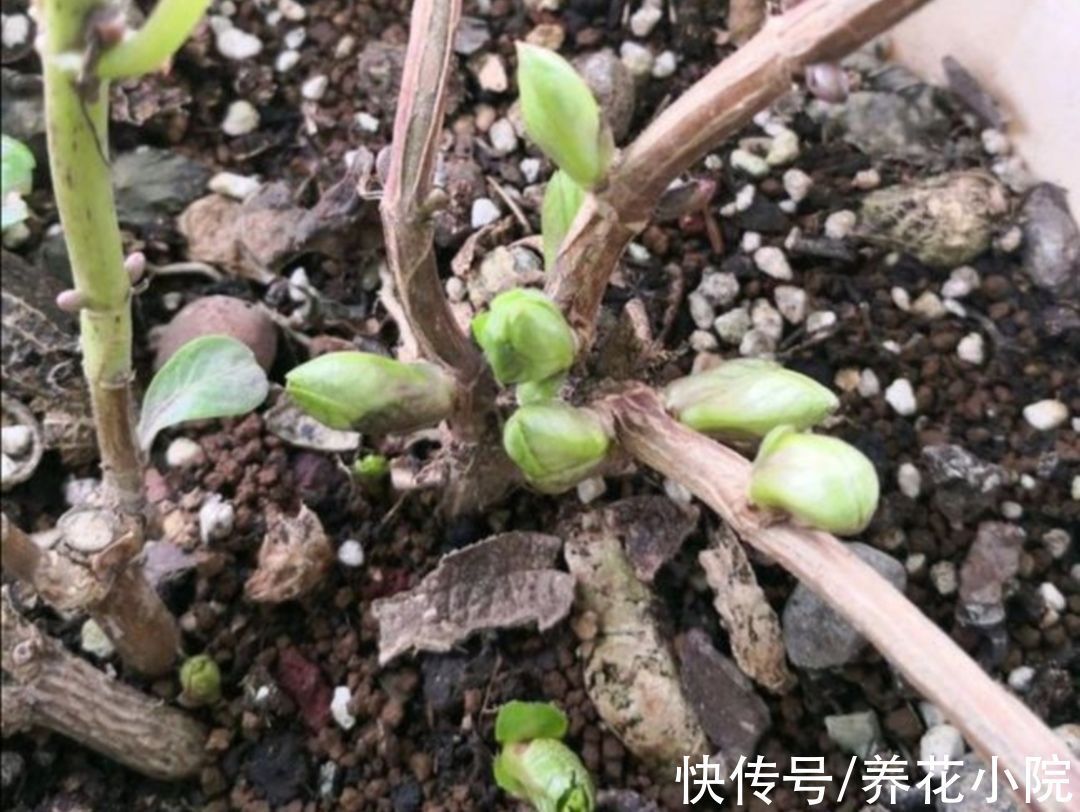 月季|冬天到了管住手,10种花要减少浇水,否则容易被冻伤