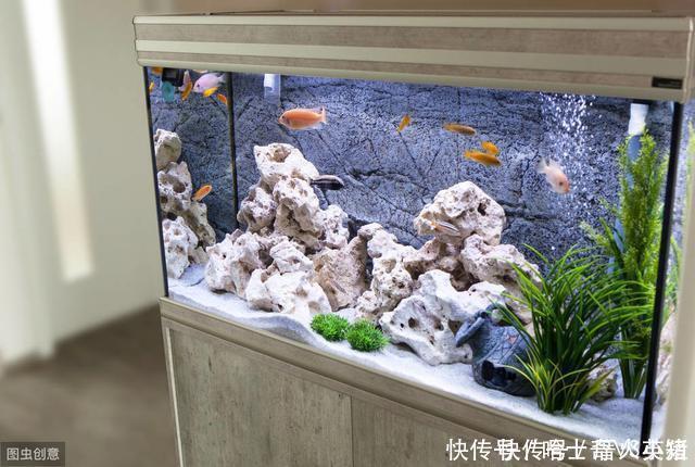 60的鱼缸养了15条金鱼 60的鱼缸养了15条金鱼