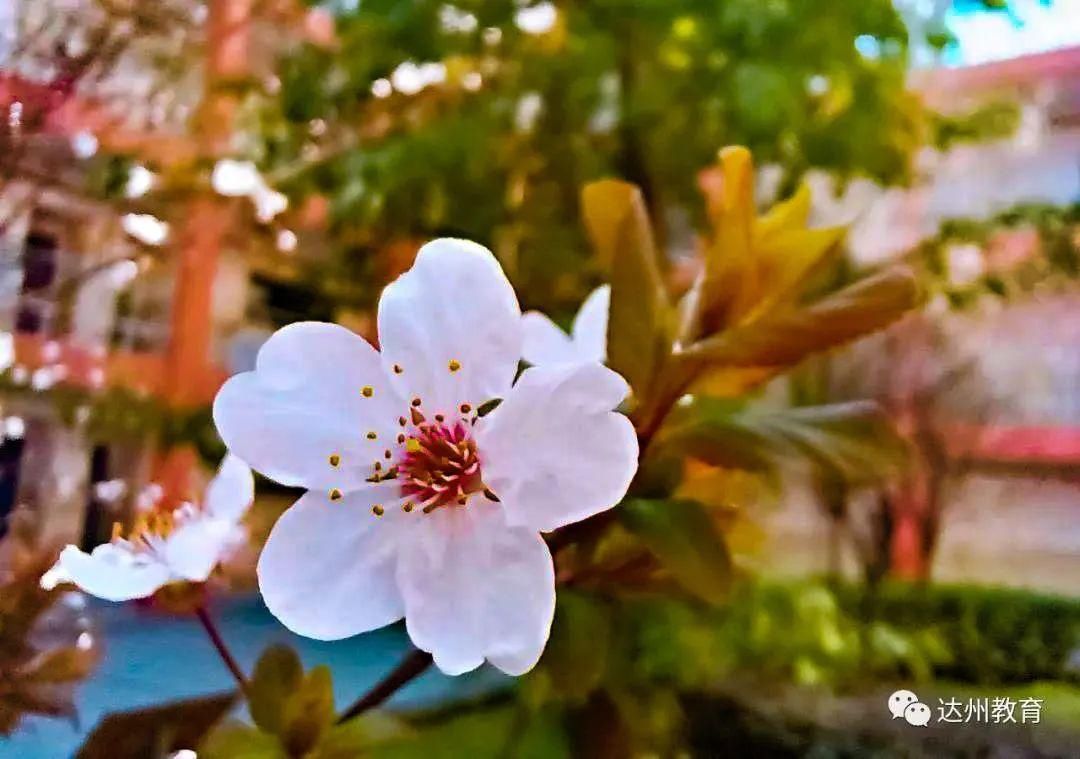 巴渠满目竞芬芳！达州发布带你去“寻春”