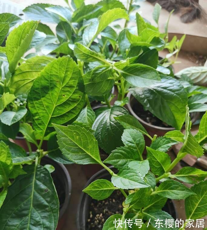 植株|修剪绣球花,早了晚了都不行,这样修剪,植株壮实、花大色艳