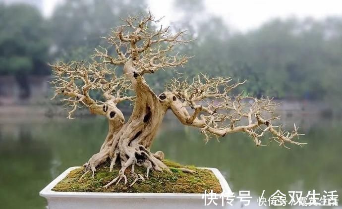 叶片|盆景制作技法夏天来到,盆景脱衣换锦,有6种好处