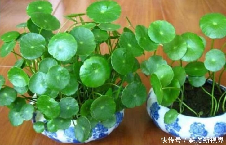 人养花,花也养人,家养3种花,漂亮还净化空气,烂漫迷人眼