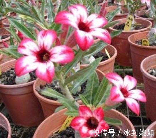 三伏天|三伏天沙漠玫瑰有4喜，做好后苗子壮，鲜花满枝头