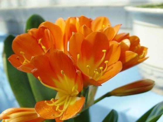 百里香|喜欢养花,就养这几款,随手剪剪,花开一波接一波,超美