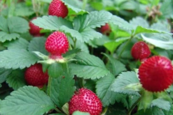 农村|农村的“野草莓”，老人说被蛇爬过不能吃，殊不知价值好珍贵