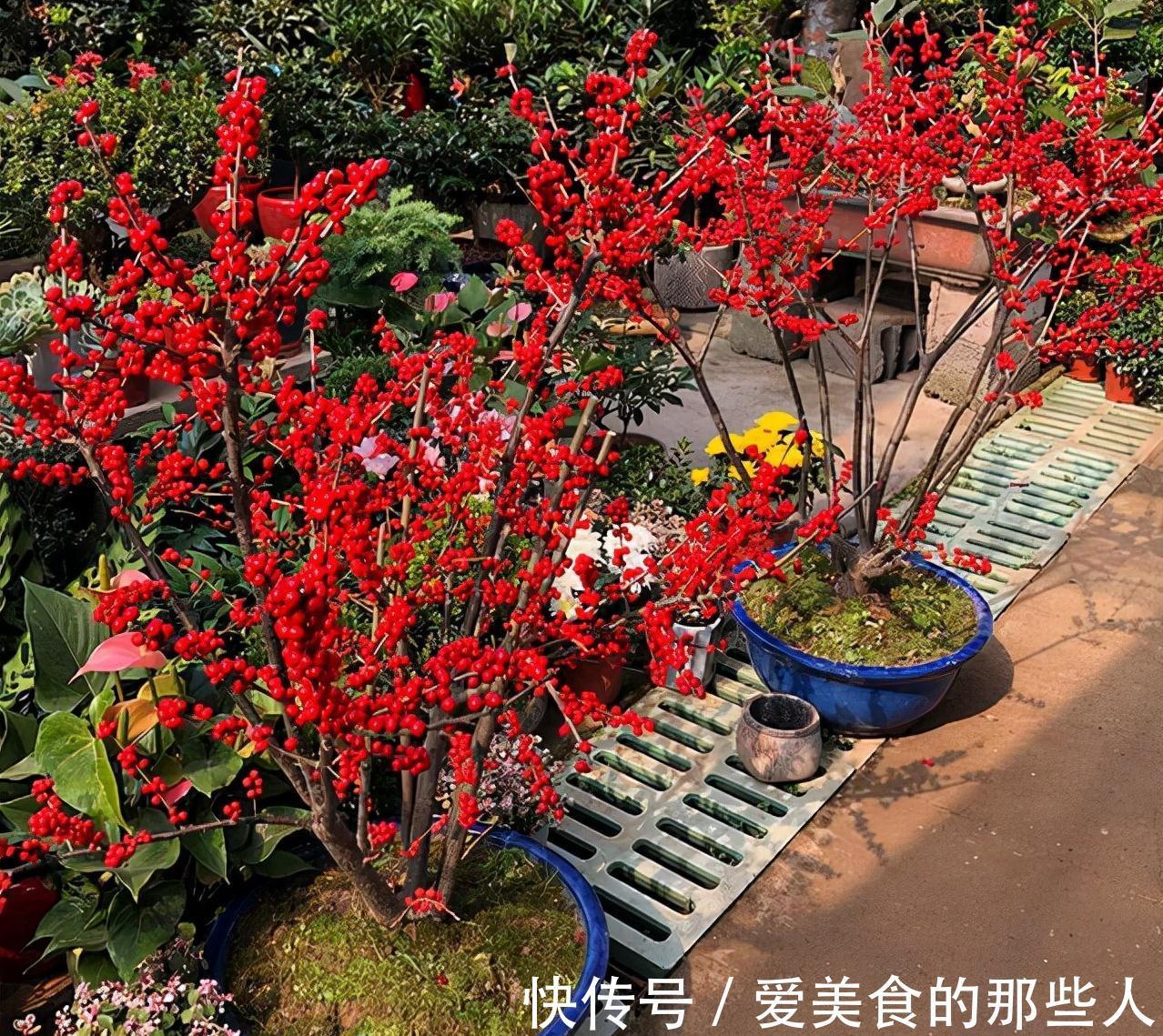 7种“吉祥果”，家里种一棵，喜气洋洋又“富贵”