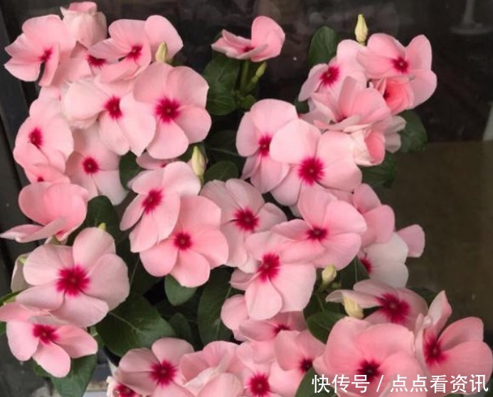 春天就养“4种花”，四季开花，花色多，一盆能养一辈子！