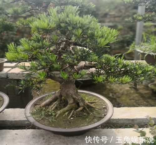 家有院子,为何要摆一盆罗汉松盆景?古人说的话,不无道理