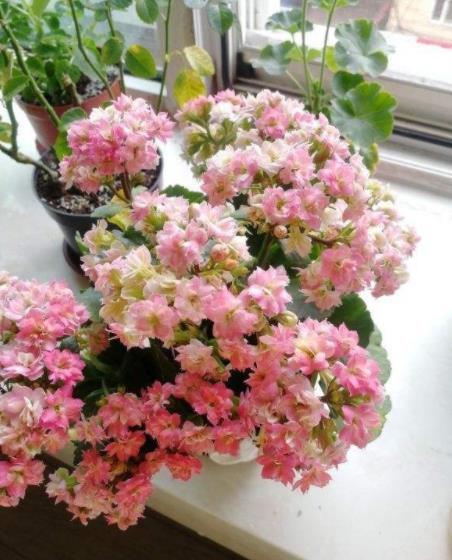 此花专为封闭阳台而生，花色艳丽惹人爱，多季节有花赏，值得拥有