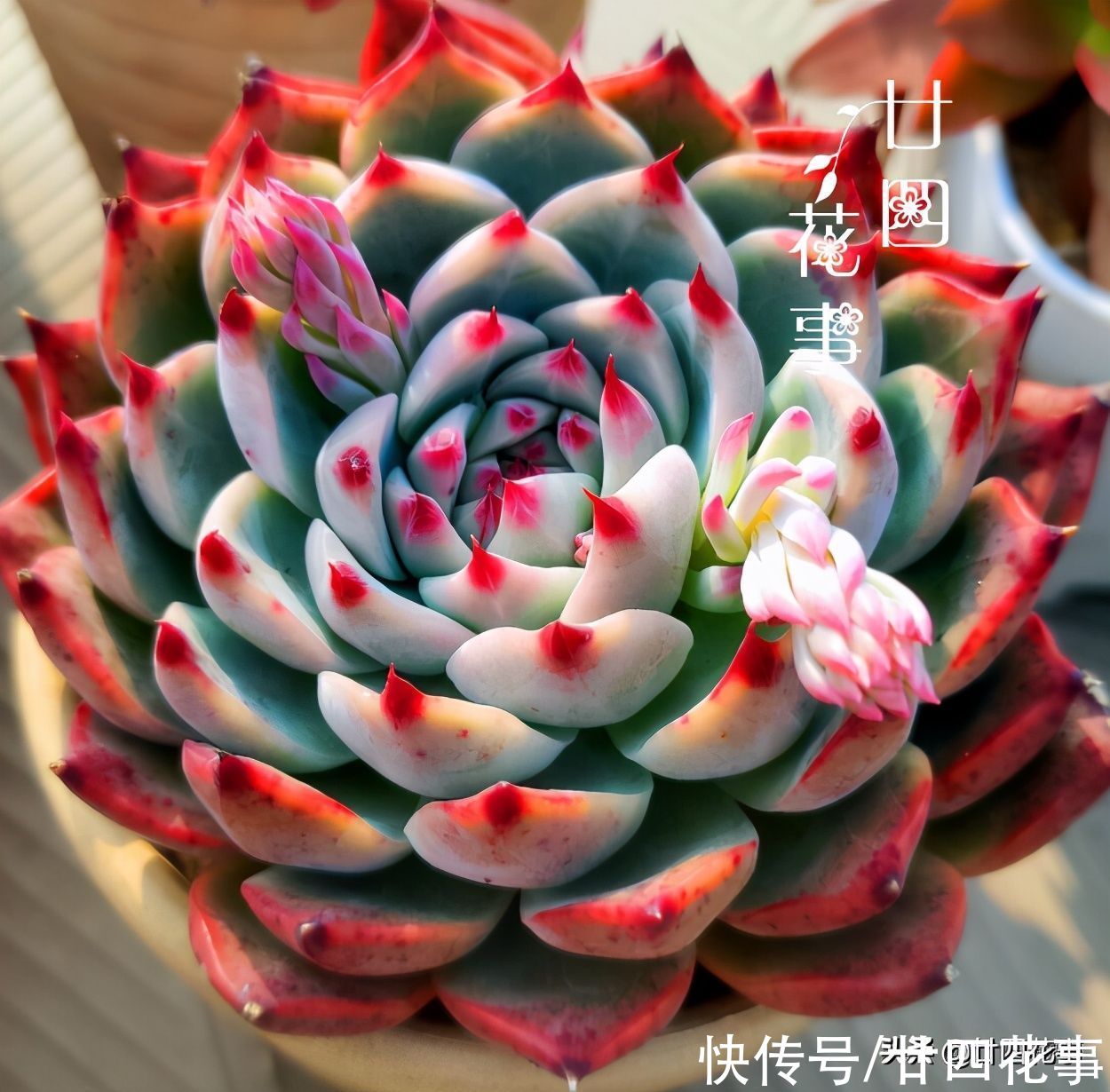 立春过后养多肉，注意5个方面，做好8个字，鲜肉肥美满阳台