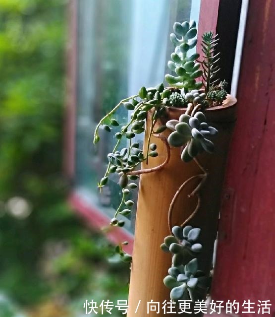 养多肉,不再为缺少花盆发愁,取一瓢,取一碗,取一瓶都能养!