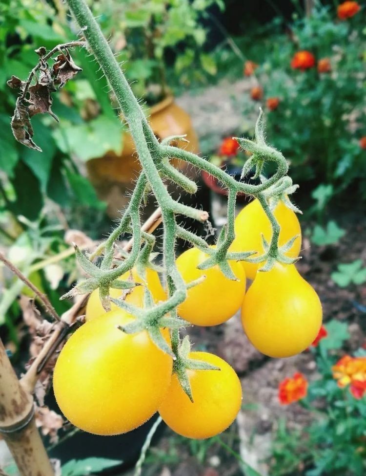 花园|在家种个菜都这么美,还要什么花园?