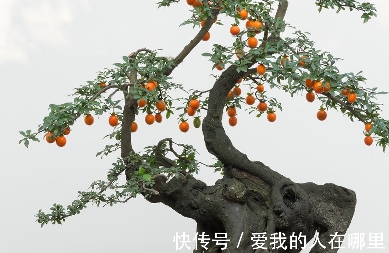 盆友们|最新最全的挂果盆景的栽培与养护技巧,你学会了么