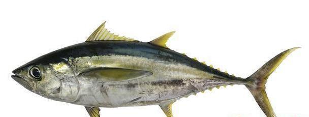 最常见的50种食用鱼,别再说你不认识,好好看看,你认识几种