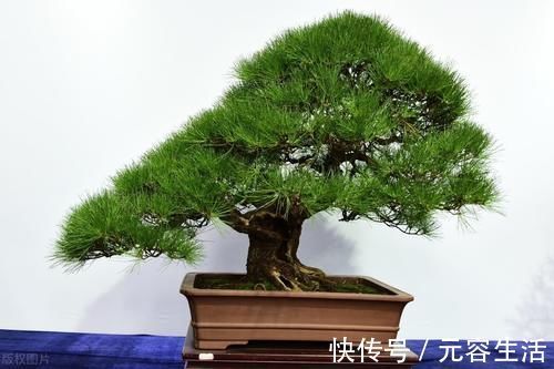 松柏类|制作盆景时,很少的盆土能满足树木的生长吗?盆土越少,盆景的养护难度越大