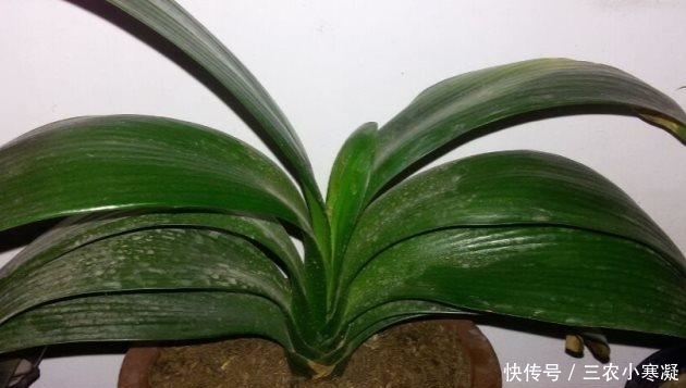 光照|君子兰叶子下垂就浇水 别想得太简单, 要不再也抬不起来了!