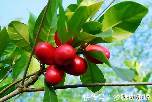 变味果|它被称为“神秘果”一斤500元，曾是国宝级珍稀植物，你吃过吗