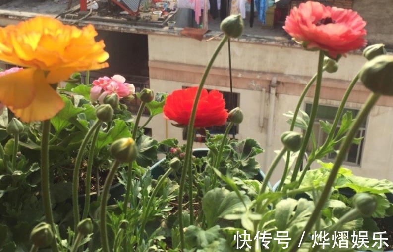 毛茛|家庭养花成片种花毛茛,调剂好这3大因素,一开就一片花