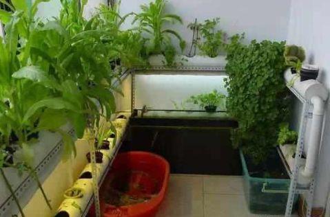 接婆婆来城里住，闲不住在阳台种菜，结果一年蔬菜都不用买了