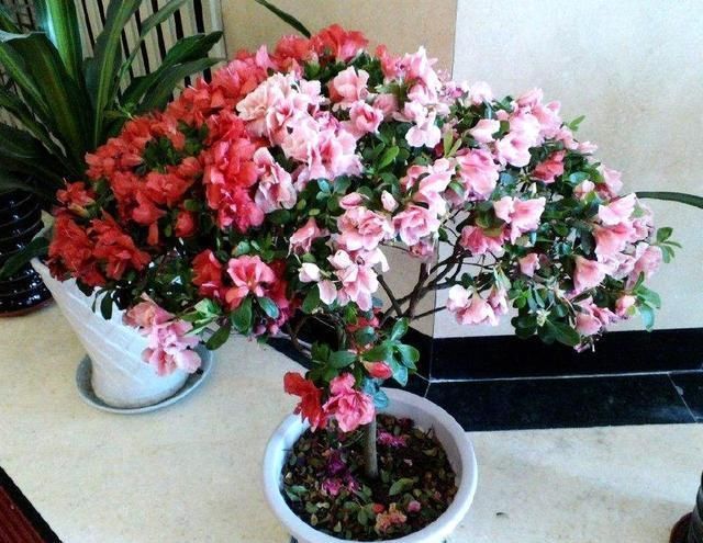 此种开花水喷一喷，一次开花20朵，枝条都压弯啦！