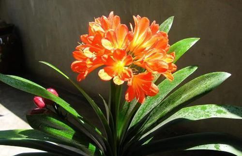 君子兰|养君子兰、长寿花,盆里撒点“万能肥”,新芽猛长,呼呼开花!