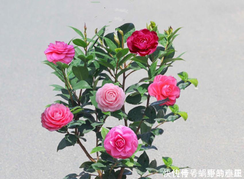 红双喜|世上最美最香的两种花,美如西施,香过桂花,养殖简单又容易