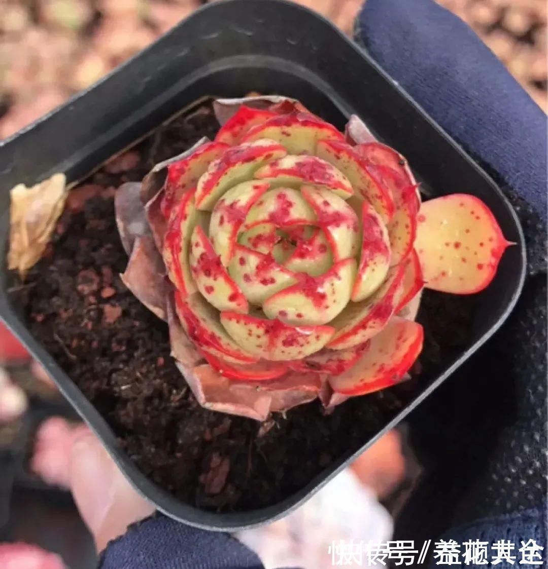 肉肉们|室内养多肉,也能养出水晶果冻色,任谁看到都说好