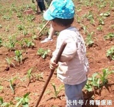 爷爷|3岁儿子去农村爷爷家,居然学会了除草,爸爸乐得哈哈大笑