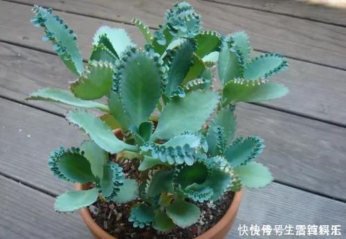 邻居|她只养一种多肉植物,一年一盆变10盆,邻居看了都羡慕