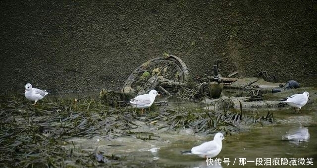 河水|巴黎运河时隔几个世纪的大清洗，河水抽干后捞出不少好东西