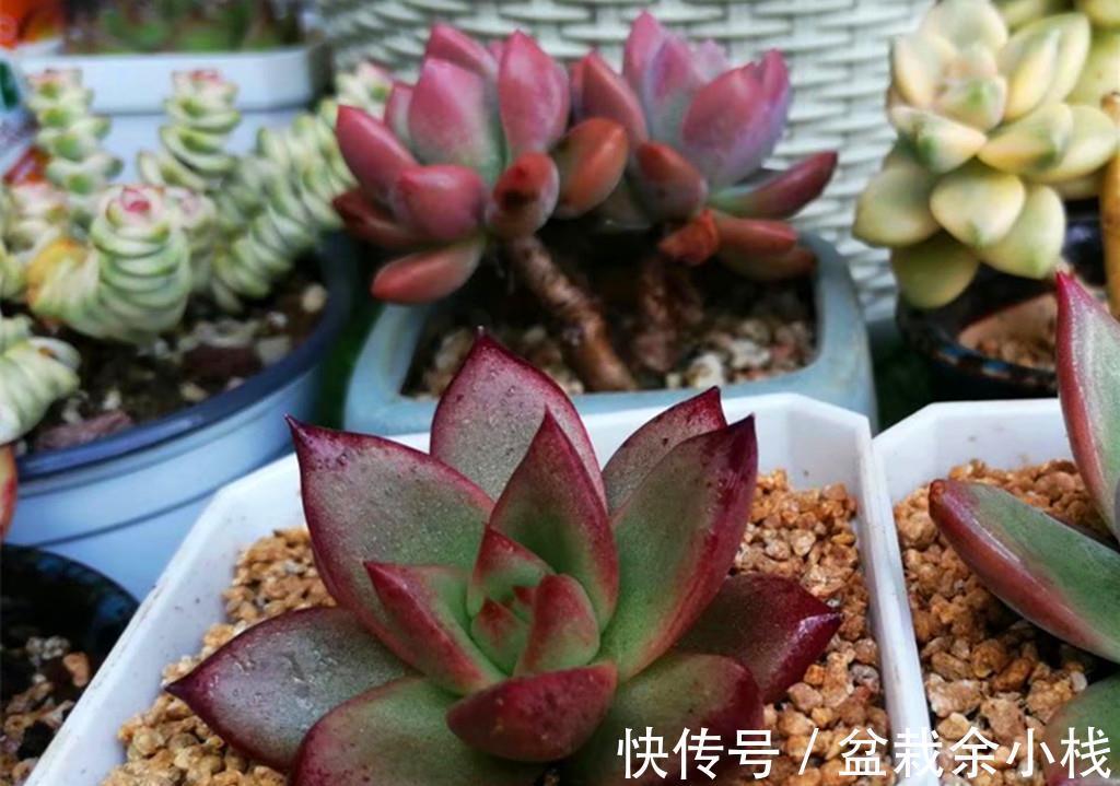 新手|还是多肉新手时，做了很多古怪的事情，拿出来给肉友们当反面教材
