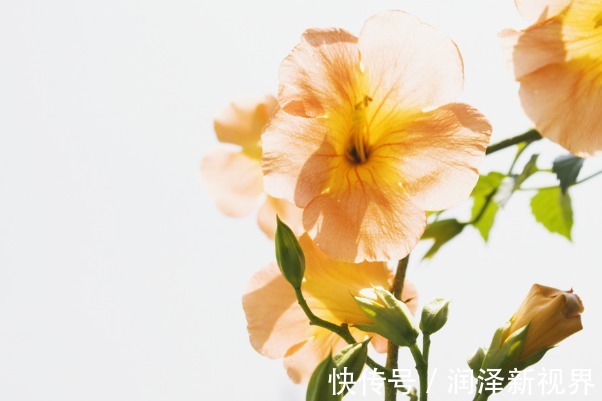 农历|孩子的人生和出生月份有关,以下3个月份出生智商高,福气更好!