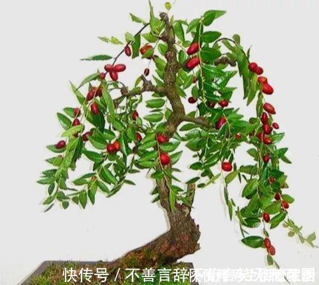 阳台上|还在苦苦养花吗？今年都流行种果树了，开完花就结果，味甜真不错