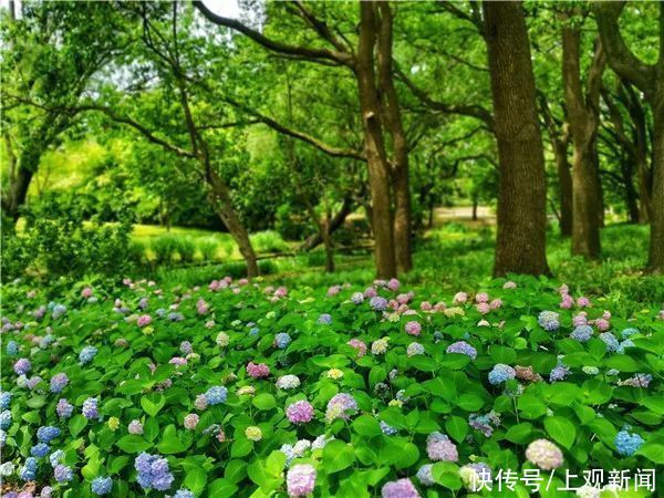 浪漫|预热八仙花展~共青手绘活动招募！邂逅浪漫5.20