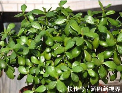 三角梅|喜欢三角梅,就养盆“开花机器”绿叶柠檬黄,花开金灿灿好养活